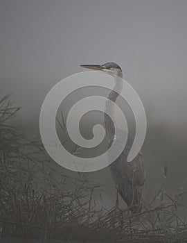Gray heron ardea cinerea close-up