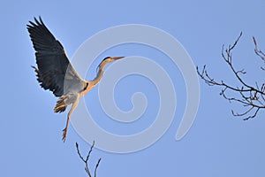 Gray Heron (Ardea Cinerea) in flight