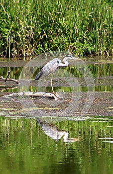 Gray heron Ardea cinerea is hunting on the river