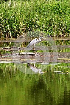 Gray heron Ardea cinerea is hunting on the river