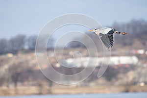 Gray heron (Ardea cinerea) a large water bird in flight, the animal flies low at the shore of the lake