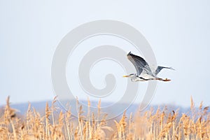 Gray heron (Ardea cinerea) a large water bird in flight, the animal flies over the reeds at the shore of the lake