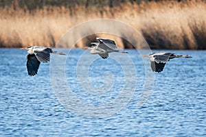 Gray heron Ardea cinerea large water bird, mating male with black-gray plumage and long yellow-red sharp beak, birds flight