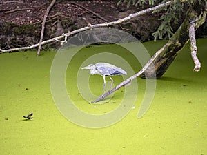 gray heron, Ardea cinerea, lurks over water covered with plants