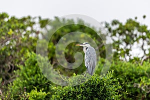 Gray Heron Ardea cinerea perching in pond