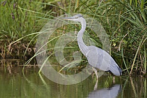 Gray heron Ardea cinerea,photo of this big gray wading bird in his natural habitat, bird standing in water