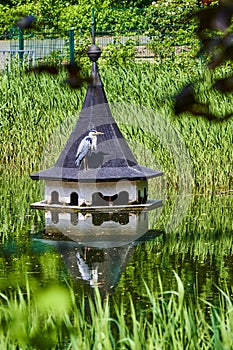 Gray heron Ardea cinerea sitting in a Berlin park pond on the roof of a bird house looking for fish