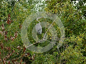 Gray Heron Ardea cinerea, sitting on the branches of a tree. Gray Heron on a tree.