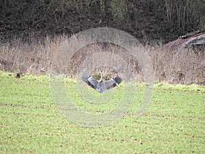 A gray heron, Ardea cinerea, spreading its wings