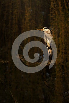 Gray Heron (Ardea cinerea) on tree