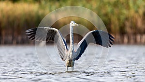 Gray Heron in autumn in Europe