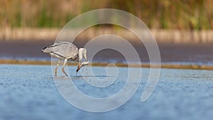 Gray Heron in autumn in Europe