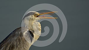 Gray heron with beaks open