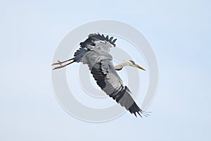 Gray heron - a beautiful hunter