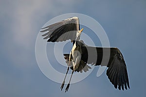 Gray heron - a beauty hunting over water