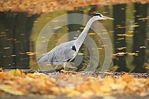 Gray heron