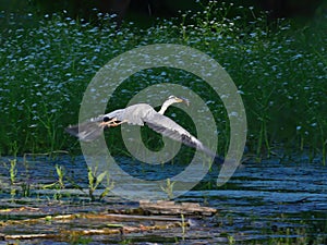 The gray heron catches the fish to eat and escape
