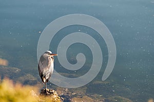 Gray heron close view standing on the beach