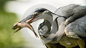 A gray heron eats a fish