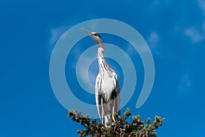Gray heron in a fir tree
