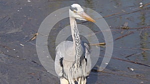 Gray heron fishing in European swamps italy
