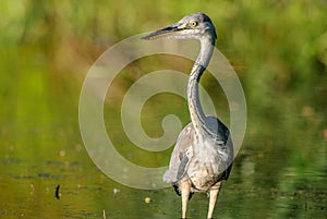 Gray heron fishing in a pond in France