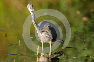 Gray heron fishing in a pond in France