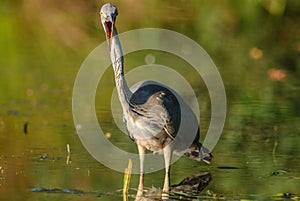 Gray heron fishing in a pond in France