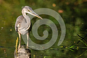 Gray heron fishing in a pond in France