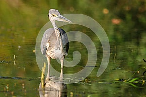 Gray heron fishing in a pond in France