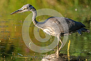 Gray heron fishing in a pond in France