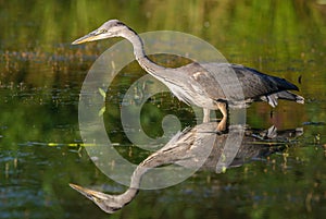 Gray heron fishing in a pond in France