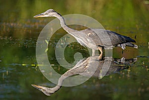 Gray heron fishing in a pond in France