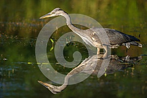 Gray heron fishing in a pond in France