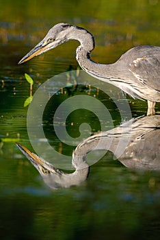 Gray heron fishing in a pond in France