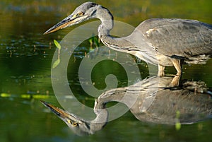 Gray heron fishing in a pond in France