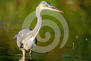 Gray heron fishing in a pond in France
