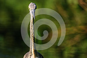 Gray heron fishing in a pond in France