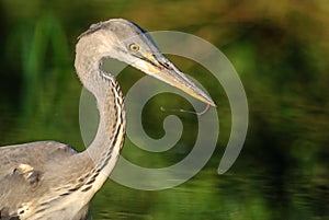 Gray heron fishing in a pond in France
