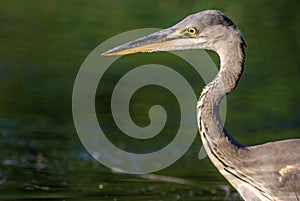 Gray heron fishing in a pond in France