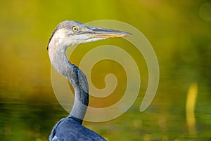 Gray heron fishing in a pond in France