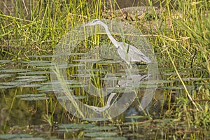 Gray heron fishing in a pond in Kruger Park