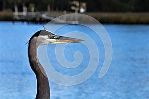 A Gray Heron Fishing