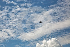 gray heron flies against blue cloudy sky