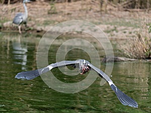 A gray heron flies with food in its beak