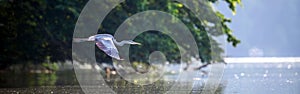 Gray heron flies over the water. Wild marsh bird