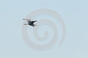 Gray heron in flight in Danube Delta, Romania