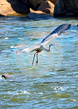 A gray heron in flight over the Catawba river.