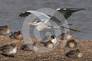 Gray Heron flying