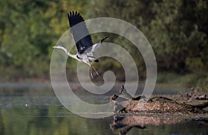 Gray heron flying above river